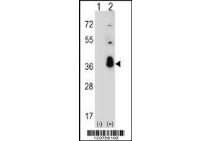 Image no. 3 for anti-serine/arginine-Rich Splicing Factor 1 (SRSF1) (C-Term) antibody (ABIN2502530)