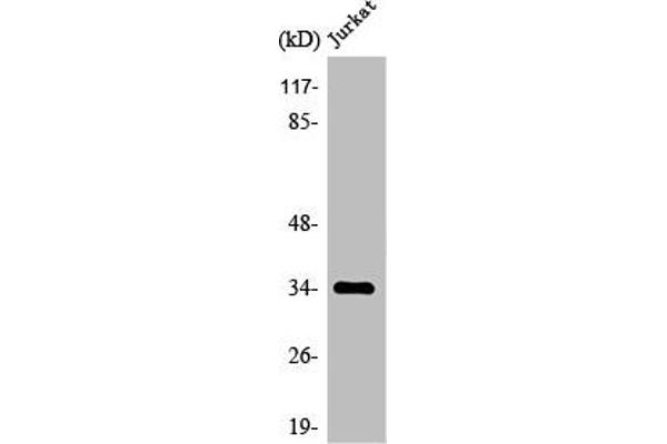 OR4C12 antibody  (C-Term)