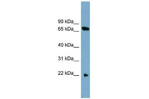 Image no. 1 for anti-Solute Carrier Family 24 (Sodium/potassium/calcium Exchanger), Member 4 (Slc24a4) (N-Term) antibody (ABIN2781730)