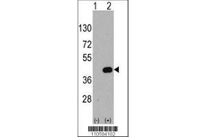 Image no. 1 for anti-WNT Inhibitory Factor 1 (WIF1) (AA 347-376), (C-Term) antibody (ABIN389185)