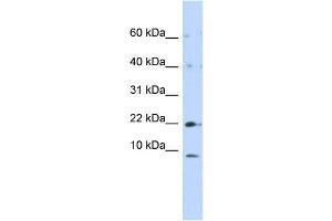 NDUFC2 antibody  (N-Term)