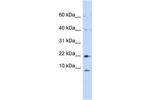 NDUFC2 antibody  (N-Term)