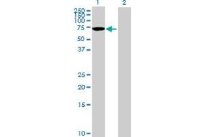 Western Blot analysis of AARSD1 expression in transfected 293T cell line by AARSD1 MaxPab polyclonal antibody.