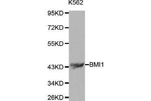 Image no. 5 for anti-BMI1 Polycomb Ring Finger Oncogene (BMI1) antibody (ABIN3020691)