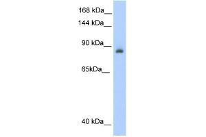 Image no. 2 for anti-Aconitase 1 (ACO1) (N-Term) antibody (ABIN2778793)