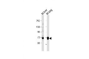 Image no. 1 for anti-Homeodomain Interacting Protein Kinase 4 (HIPK4) (AA 533-562), (C-Term) antibody (ABIN5531344)