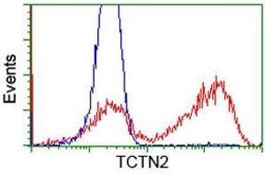 Image no. 1 for anti-Tectonic Family Member 2 (TCTN2) antibody (ABIN2733403)