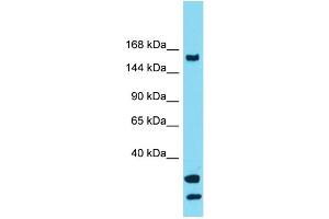 Image no. 1 for anti-Ubiquitin Specific Peptidase 54 (USP54) (C-Term) antibody (ABIN2791342)