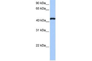 Image no. 1 for anti-TEA Domain Family Member 3 (TEAD3) (N-Term) antibody (ABIN2780492)