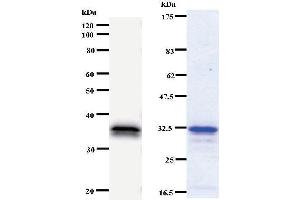 Image no. 1 for anti-Forkhead Box N3 (FOXN3) antibody (ABIN930936)