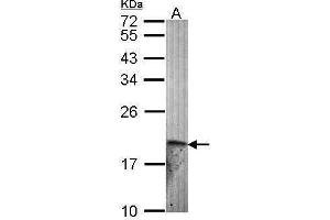WB Image Sample (30 ug of whole cell lysate) A: Hela 12% SDS PAGE antibody diluted at 1:1000