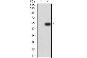 Image no. 1 for anti-ASF1 Anti-Silencing Function 1 Homolog B (ASF1B) (AA 1-202) antibody (ABIN5611237)