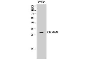 Image no. 1 for anti-Claudin 3 (CLDN3) (Ser255) antibody (ABIN3183939)