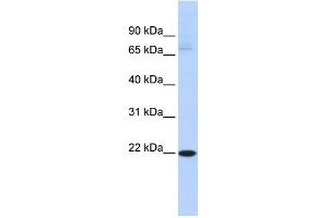 Image no. 1 for anti-RNA Binding Protein with Multiple Splicing 2 (RBPMS2) (Middle Region) antibody (ABIN2776683)