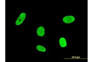 Image no. 4 for anti-Goosecoid Homeobox (GSC) (AA 151-257) antibody (ABIN530879)