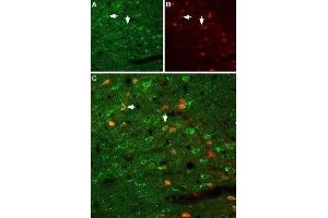 Expression of GFRA1 in rat neocortex - Immunohistochemical staining of immersion-fixed, free floating rat brain frozen sections using Anti-GFR alpha 1 (extracellular) Antibody (ABIN7043211, ABIN7044777 and ABIN7044778), (1:100).
