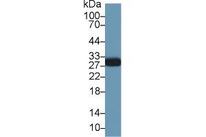 MOG antibody  (AA 28-152)