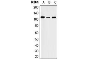 Image no. 1 for anti-serine/threonine Kinase 31 (STK31) (Center) antibody (ABIN2707116)