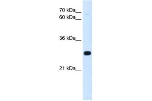 Image no. 1 for anti-Homeobox A7 (HOXA7) (C-Term) antibody (ABIN2783158)