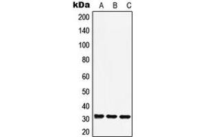 Image no. 1 for anti-Cell Cycle Checkpoint Protein RAD1 (RAD1) (Center) antibody (ABIN2706916)