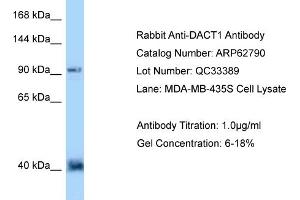 Image no. 1 for anti-Dapper, Antagonist of beta-Catenin, Homolog 1 (DACT1) (N-Term) antibody (ABIN2789247)
