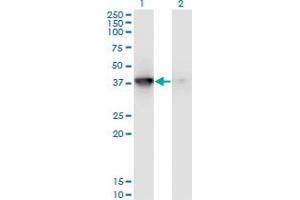 anti-Mitogen-Activated Protein Kinase-Activated Protein Kinase 3 (MAPKAPK3) (AA 272-382) antibody