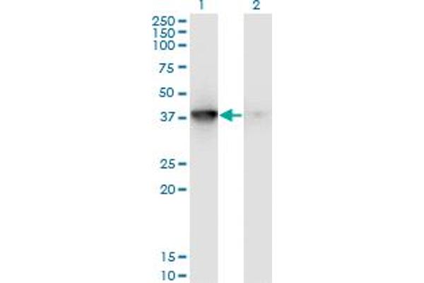 anti-Mitogen-Activated Protein Kinase-Activated Protein Kinase 3 (MAPKAPK3) (AA 272-382) antibody