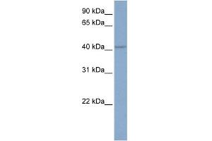 Image no. 1 for anti-Potassium Intermediate/small Conductance Calcium-Activated Channel, Subfamily N, Member 4 (KCNN4) (C-Term) antibody (ABIN2776147)