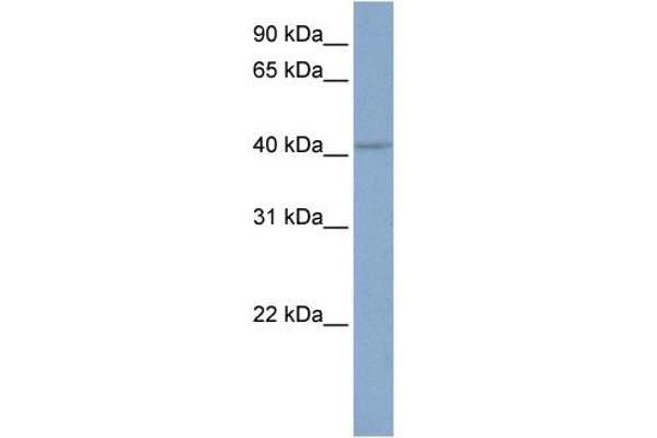 anti-Potassium Intermediate/small Conductance Calcium-Activated Channel, Subfamily N, Member 4 (KCNN4) (C-Term) antibody