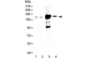 Image no. 1 for anti-Periaxin (PRX) antibody (ABIN5708499)
