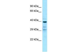 Image no. 1 for anti-G Protein-Coupled Receptor 68 (GPR68) (C-Term) antibody (ABIN2789837)