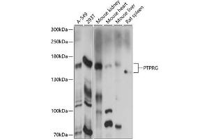 PTPRG Antikörper  (AA 250-450)
