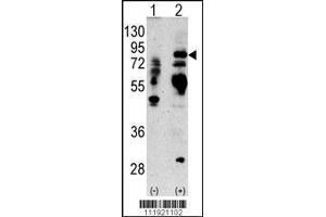 Image no. 3 for anti-Lactotransferrin (LTF) (AA 219-248) antibody (ABIN1882099)
