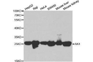 Image no. 3 for anti-Adenylate Kinase 4 (AK4) antibody (ABIN3022790)