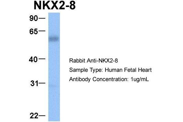 NKX2-8 antibody  (C-Term)