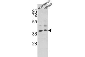 Image no. 1 for anti-Engrailed Homeobox 2 (EN2) antibody (ABIN3003225)