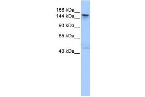 Image no. 1 for anti-Testis Expressed 14 (TEX14) (C-Term) antibody (ABIN631261)