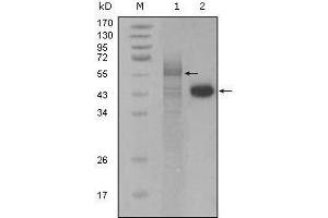 F2RL3 antibody  (AA 1-330)