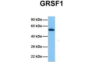 Image no. 6 for anti-G-Rich RNA Sequence Binding Factor 1 (GRSF1) (Middle Region) antibody (ABIN2778788)