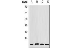 Image no. 1 for anti-Cytochrome C Oxidase Subunit VIIa Polypeptide 2 Like (COX7A2L) (full length) antibody (ABIN6005818)