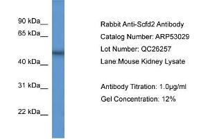 SCFD2 antibody  (Middle Region)