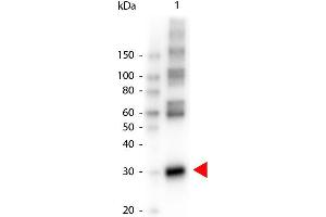 Image no. 1 for anti-Asparaginase Like 1 (ASRGL1) antibody (HRP) (ABIN5596987)