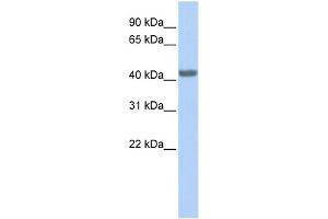 Image no. 1 for anti-Chemokine (C-C Motif) Receptor 2 (CCR2) (Middle Region) antibody (ABIN2787666)