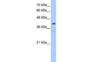 anti-Protein-O-Mannosyltransferase 2 (POMT2) (Middle Region) antibody