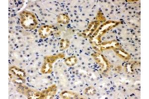 Image no. 2 for anti-Presenilin 2 (Alzheimer Disease 4) (PSEN2) (N-Term) antibody (ABIN3032302)