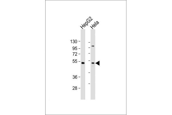 ZFP2 antibody  (AA 379-411)