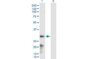 ARL6IP6 anticorps  (AA 1-226)