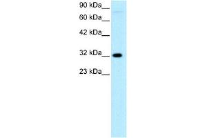 Image no. 1 for anti-Mesenchyme Homeobox 1 (MEOX1) (N-Term) antibody (ABIN2777534)