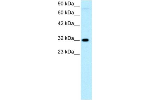 anti-Mesenchyme Homeobox 1 (MEOX1) (N-Term) antibody