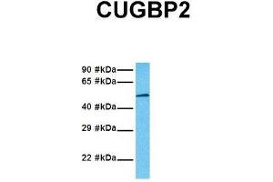 Image no. 4 for anti-CUGBP, Elav-Like Family Member 2 (CELF2) (N-Term) antibody (ABIN2778745)